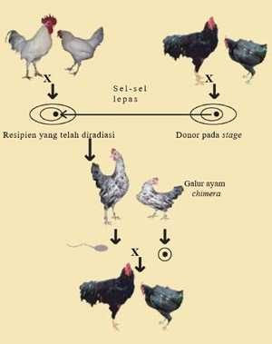 Mekanisme pelestarian sumber daya genetik ayam hitam sebagai donor PGC ke dalam embrio ayam putih sebagai resipien PGC