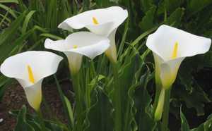 Bunga Zantedeschia