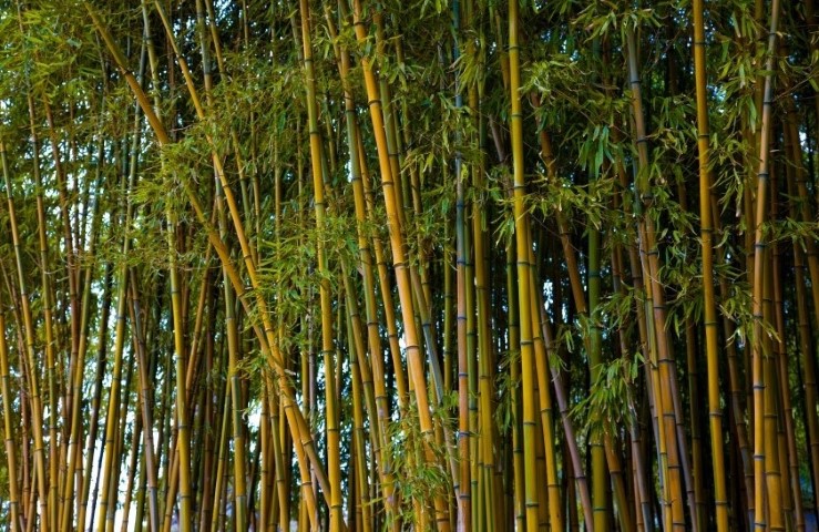  Budidaya  Bambu  PustakaDunia com