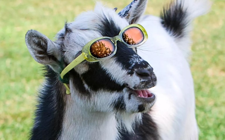 Pengaruh Penggunaan Konsentrat Dalam Pakan Berbasis Rumput (Panicum Maximum) Terhadap Kecernaan Hemiselulosa Dan Selulosa Pada Kambing Lokal