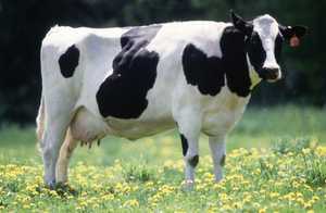 Pengemukan Sapi PFH - Peranakan Friesian Holstein