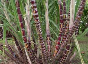 Budidaya Tanaman Tebu (Saccharum Officinarum)