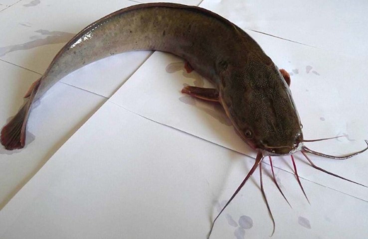 Mengenal Lele Mutiara