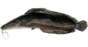 Gambar clarias batrachus (Lele Dumbo)