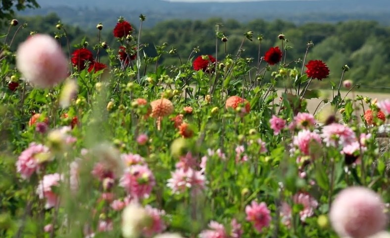 Kajian Prospek Usaha Perkebunan Bunga Potong