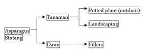 Pohon Industri Asparagus Bintang