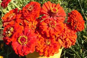 Bunga Zinnia