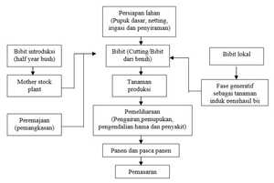 Alur Produksi Bunga Secara Umum