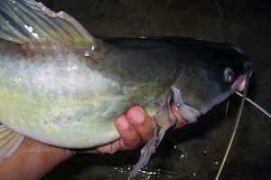 Mengenal ikan Baung